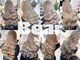 ベア(Bear)の写真
