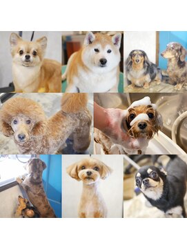 ガーフィー(garfy) ガーフィーゲスト