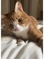 メーヴェ(Mowen) 愛猫のTino♪我が家の癒しです☆