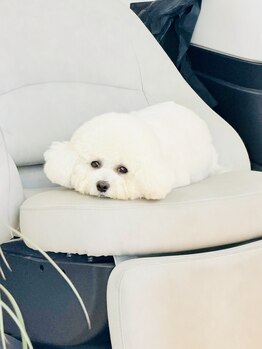 イコイ(ikoi)の写真/指名スタイリストが仕上げまで担当!初めての方でもリラックスできる空間で看板犬ラヴィちゃんもお出迎え♪