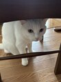 エイクス 津田沼(AQs)&nbsp;私の可愛がっている猫です。瞳の色がオッドアイです！