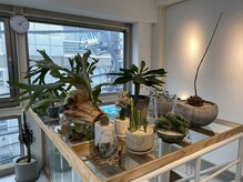 植物が店内にたくさんあります[パーマ/ショート/ボブ/二子玉川]