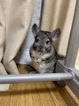 ナーディ バイ ミルボン(NERDy by milbon)&nbsp;チンチラを飼ってます！