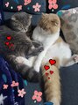 スウィープ(sweep) 我が家の兄弟ネコです。毎日癒してもらってます(^.^)