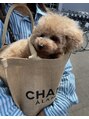 ランプライト(Lamp light)&nbsp;愛犬のピノ♪