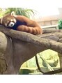 アンプ(Amp) 那須動物王国の癒しのレッサーパンダ