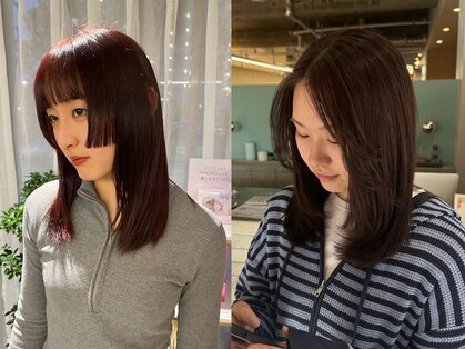 シプレ(cipre)の写真