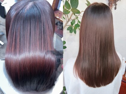 シロ(Shiro)の写真