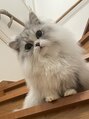 リズム(RHYTHM) おうちに猫がいます!猫情報教えてください♪