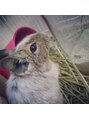 スーリール 伊都店(Sourire) デグー飼ってます☆