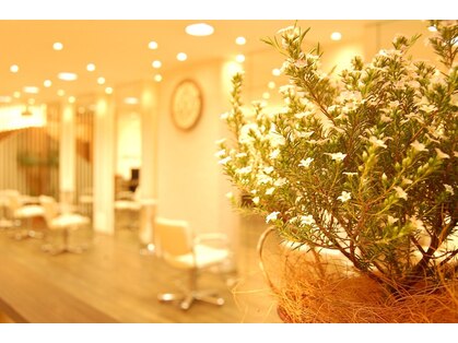 ワイズヘアーカンパニー(Y's Hair Company)の写真