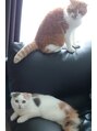 カノン(canon) 猫たち暮らしています。 　  下北沢/下北沢駅