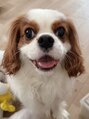 ロアン(roan) キャバリアの愛犬*