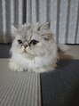 スウィープ(sweep) 我が家の三男です。甘えん坊で家族みんなとろけてます~