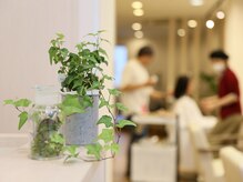 キタドコ パーソナルヘアスタイリストグループ 板橋店(kitadoko)の雰囲気（観葉植物がたくさんあるナチュラル空間♪）