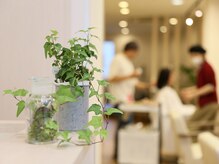 観葉植物がたくさんあるナチュラル空間♪