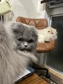 ティンク 大船(Tink)&nbsp;猫2匹飼ってます♪スコティッシュフォールドです！