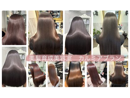 カルミアブラン(Kalmia blanc)の写真