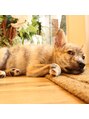 シェール リゾート ヘアアンドスパ(Chere RESORT Hair&Spa) 愛犬ココ