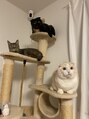 アミ 札幌大通(amie)&nbsp;プライベートでは我が家に3匹の猫がおります(=^x^=)