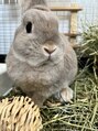 ブティック(boutique)&nbsp;もうすぐ3歳になるウサギを飼っています。