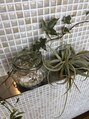 花やの前の美容室 山梨本店&nbsp;大好きな植物達です♪少しずつ大きくなっていくのが楽しみです！