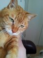 シエスタ 阿佐ヶ谷(SiESTA) 愛猫ダビッツ。癒し効果あり（＾◇＾）