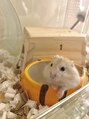シロ(ciLo) ハムスター♂(ちょびまる)飼ってます*