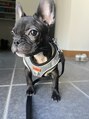 ディスコヘアー ベッロ(DISCO HAIR bello)&nbsp;フレンチブルドッグ飼っています＊愛犬家さんお話しましょ～！