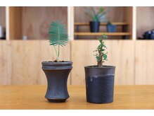 植物も販売しています◎
