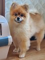 ナグモ美容室&nbsp;看板犬のポメラニアン。もうすぐ10歳の男の子です。