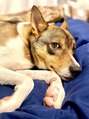 ワクナ(Wakuna) 元野犬だった脱力系の愛犬と暮らしております☆かわいいです☆