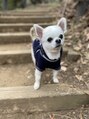 ファミリア(familiar)&nbsp;愛犬のdanke♪チワワ10歳です。癒しです！