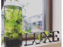 ラグゼ(LUXE)