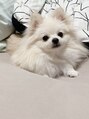 アッシュ 高円寺店(Ash) ポメラニアン飼ってます♪動物大好きです！
