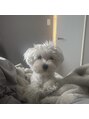 トーチ(torch) 飼い犬です。かわいい