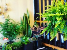 店内には植物が置いてあり沢山の緑に癒される方も多いです♪