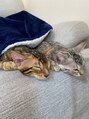 ランド 千葉(land) 猫飼いました[ヘッドスパ/髪質改善/白髪染め/千葉]