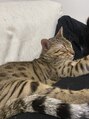 リノショアーズ 日本大通り店(RINOSHORES)&nbsp;愛猫ベンガルの″みなと”くんです。手の傷は大体この子です。
