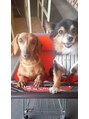 ラフィット(lafit)&nbsp;大の犬好きです！！実家のワンコたちです^ ^