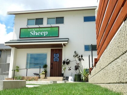 シープ(Sheep)の写真