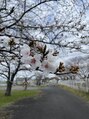 オリーブ(olive) 地元の桜並木で撮りました。やっぱり桜は素敵です。