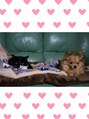 ラグレースリー(La gray3)&nbsp;私の家族のラオウ(犬)とアル(猫)です。とっても仲良しです！