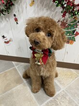 ザナドゥ(XANADU)&nbsp;ドン グリ