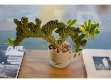 店内には沢山の植物が置いてあります