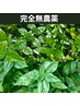 【純国産】沖縄産ヘナ&高知産タデ藍2度染め+ヘッドスパ　※1時間単位で受付