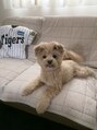 レト 梅田店(LETO)&nbsp;愛犬るー！癒し担当♪【梅田　西梅田】