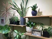 アンズ(An's)の雰囲気（店内には植物が置いてあり沢山の緑に癒される方も多いです♪）