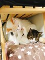 アイニー(ainee)&nbsp;わんちゃんも好きですが猫ちゃん派です☆我が家に２匹おります♪