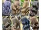 ジンカ(JINKA)の写真